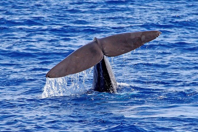 Hop-on Hop-off Bus Tour and Catamaran Whale & Dolphin Watching - Who should book this hop-on hop-off and catamaran combo