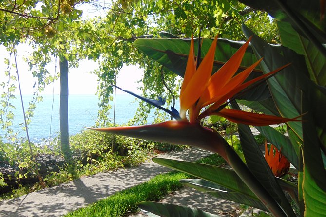Incredible tour to a 'Faja' with a story - Pebble beach plus cabins, showers, and visitor comfort