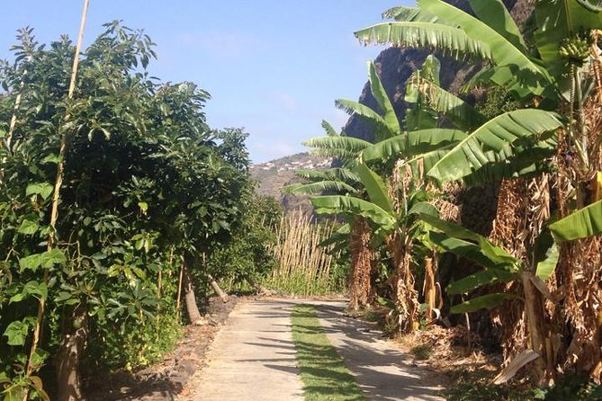 Incredible tour to a 'Faja' with a story - The Jesuit story behind the farm, and why it matters