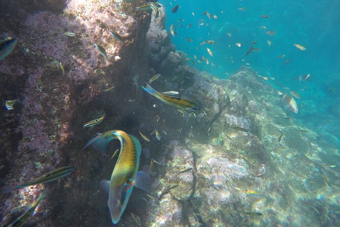Kayak and Snorkeling Tour in Underwater Nature Reserve Garajau - Price and value: is about $59 per person fair?