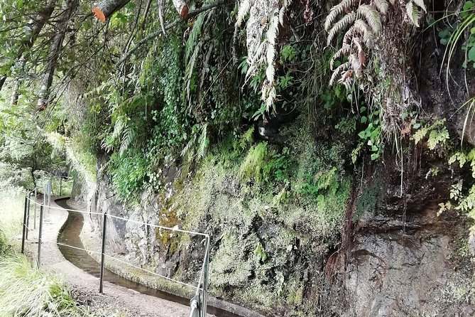 Kings Levada - São Jorge - Plant talk on the trail: exotic and endemic species, made understandable
