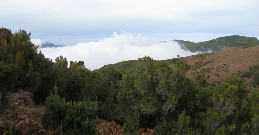 Levada do Alecrim (Madeira Lakes) Full-day walk - Key Highlights You’ll Feel on the Day