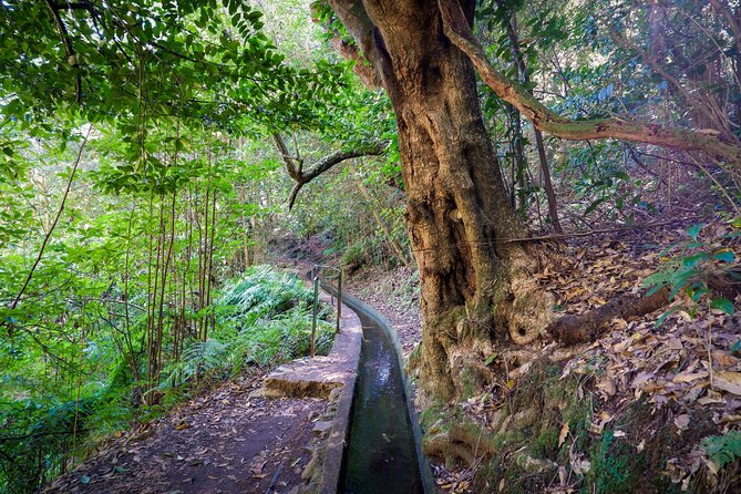 Levada do Rei (PR18) - Through Madeira's Majestic Laurissilva - Weather at altitude: rain, safety, and how cancellations are handled