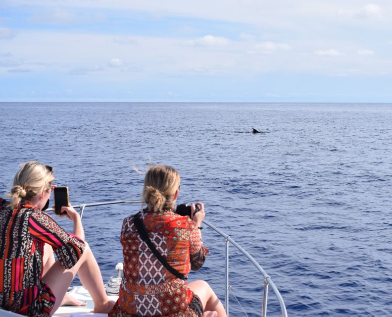 Madeira: 2.5-Hour Whale and Dolphin-Watching Cruise - Key Details That Matter Before You Go