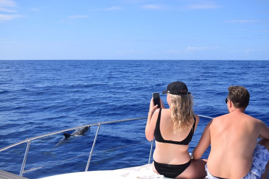 Madeira: 2.5-Hour Whale and Dolphin-Watching Cruise - Quick Booking Advice Before You Choose Your Departure