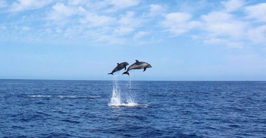 Madeira: 2.5-Hour Whale and Dolphin-Watching Cruise - Launching from Calheta: The First 10 Minutes Set the Tone