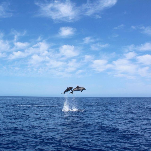 Madeira: 2.5-Hour Whale and Dolphin-Watching Cruise - Watching Whales and Dolphins with Care and a Spotter on Land