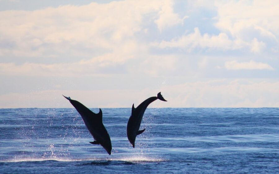 Madeira: 2.5-Hour Whale and Dolphin-Watching Cruise - The Warm Snorkel Stop That Makes It More Than a Wildlife Search