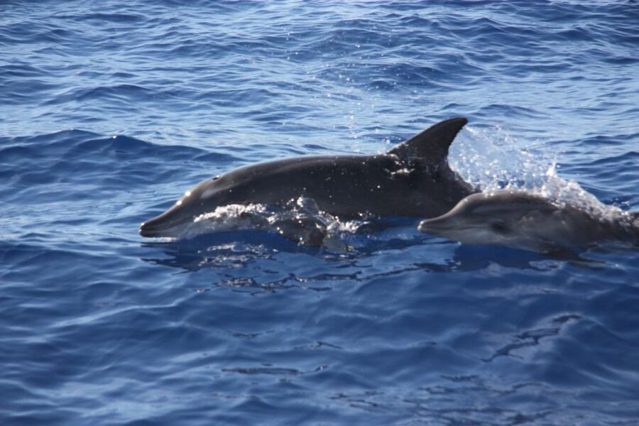 Madeira: 2.5-Hour Whale and Dolphin-Watching Cruise - Drinks, Photos, and the Kind of Service You’ll Notice