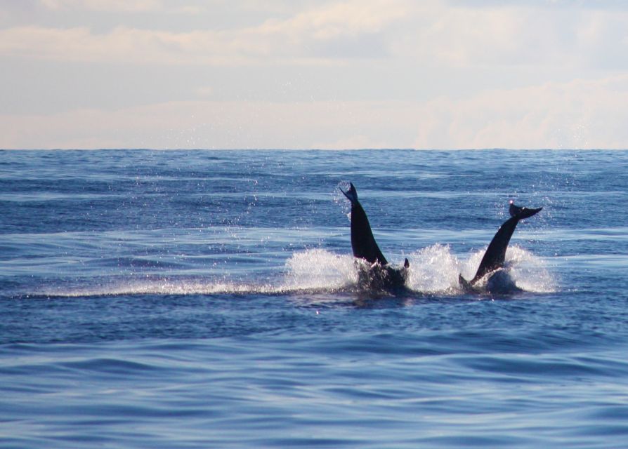 Madeira: 2.5-Hour Whale and Dolphin-Watching Cruise - Price in Real Terms: Why $81 Can Be Good Value