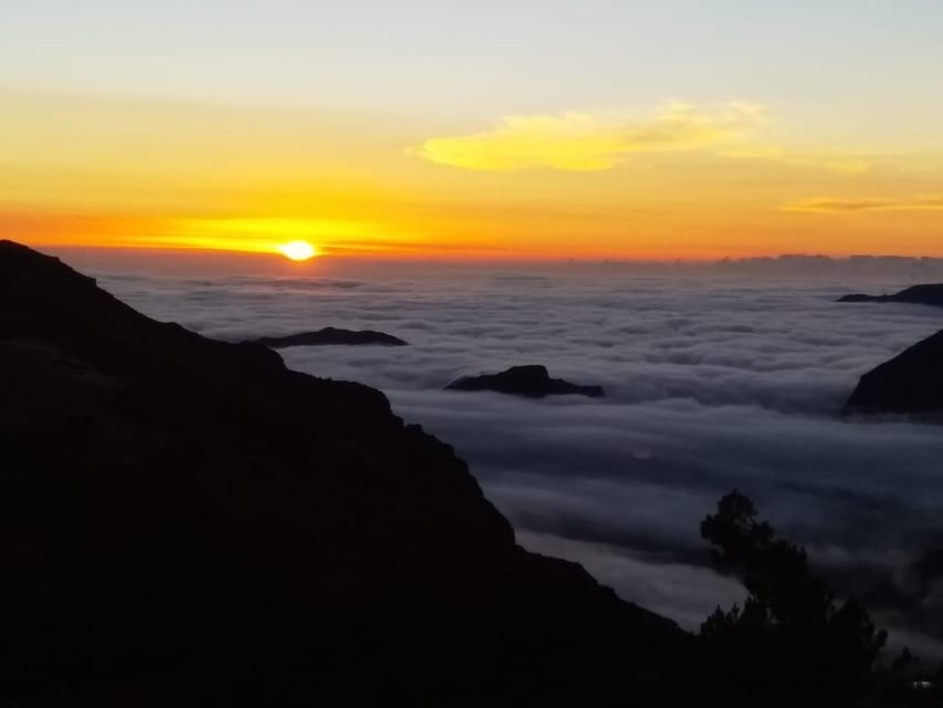 Madeira: Birdwatching - The Endemics - Key Points to Know Before You Go