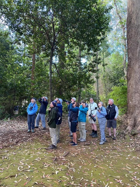 Madeira: Birdwatching - The Endemics - Why Madeira Endemics Make This a Smarter Half-Day