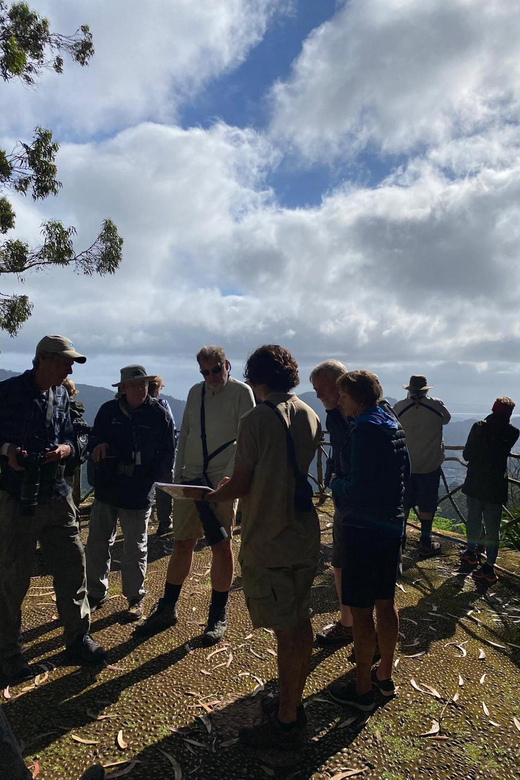 Madeira: Birdwatching - The Endemics - Funchal Pickup and How to Plan Your Timing