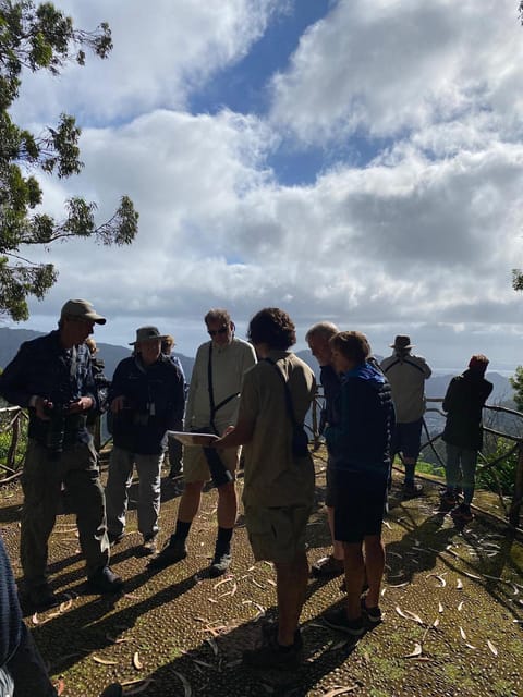Madeira: Birdwatching - The Endemics - Laurel Forest Stops That Reward Patience (Especially for Laurel Pigeon)