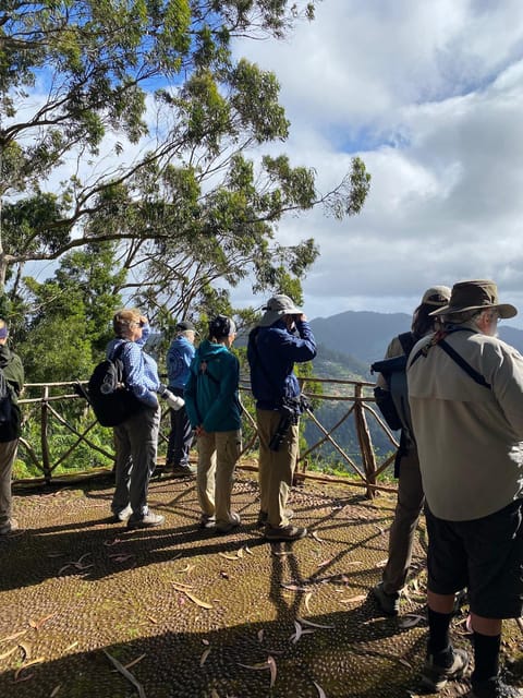 Madeira: Birdwatching - The Endemics - The 4.5-Hour Format That Keeps You Focused