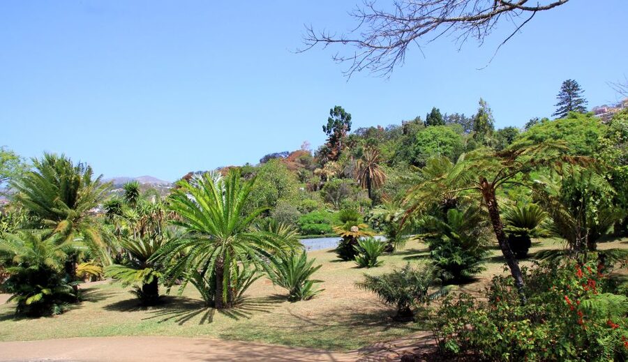 Madeira: Botanical Garden in a Tuk-Tuk Tour - Madeira Botanical Garden: your hour to wander plants and choose how deep you go