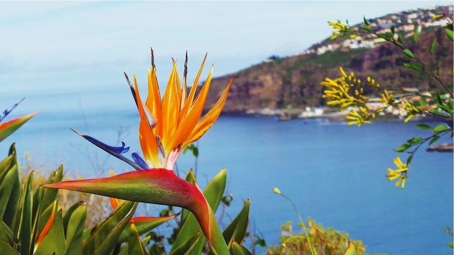 Madeira: Cabo Girao, Jeep Tour Adventure and Wine Tasting - Câmara de Lobos Fishing Village: The Calm Ending After the Mountains
