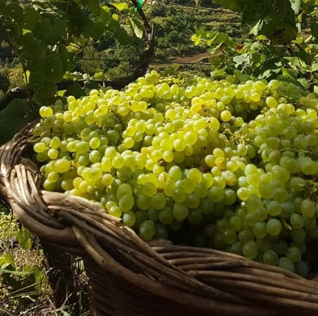 Madeira: Cabo Girão, Wines Experience and Dolphins Watching - Quinta do Barbusano winery: your guided tasting of Madeira styles