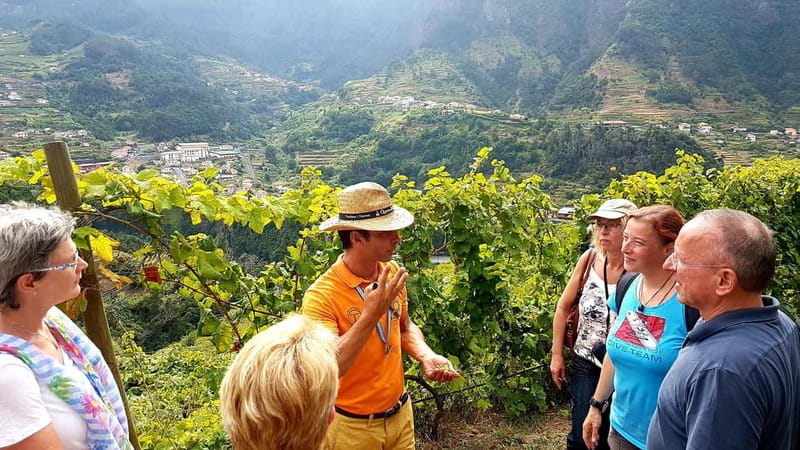 Madeira: Cabo Girão, Wines Experience and Dolphins Watching - Who should book, and who should skip?