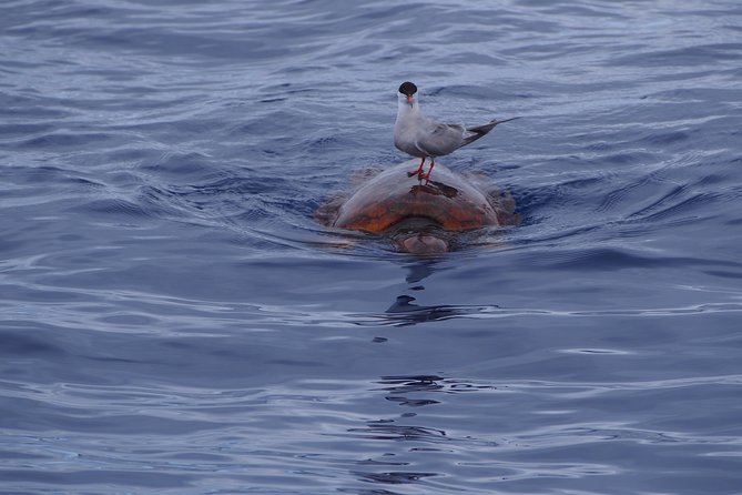 Madeira Dolphin and Whale Watching on a Ecological Catamaran - Comfort, safety, and the real sea-conditions check