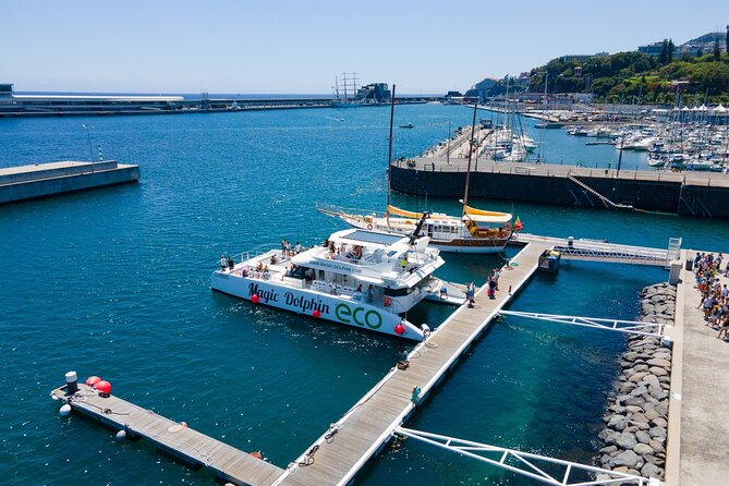 Madeira Dolphin and Whale Watching on a Ecological Catamaran - What animals you might actually see
