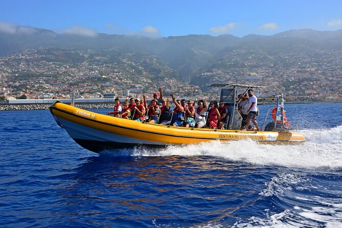 Madeira Dolphin & Whale Watching Tour - Key highlights