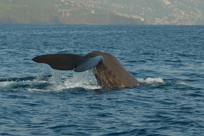 Madeira Dolphin & Whale Watching Tour - A fast, close-up way to see Madeira from the sea