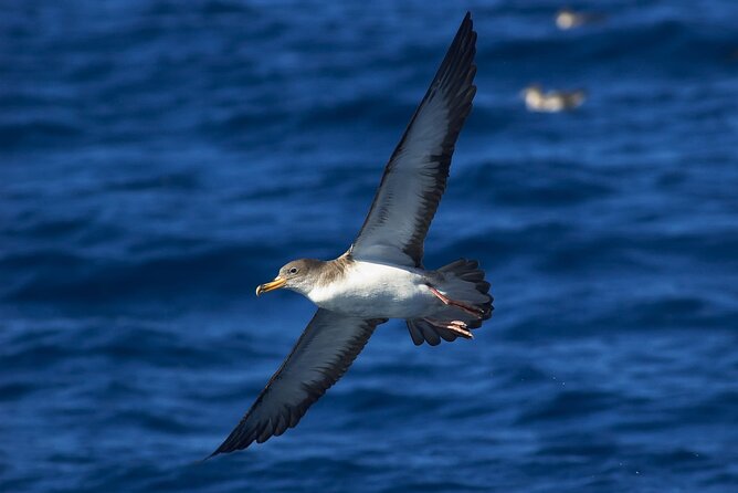 Madeira Dolphin & Whale Watching Tour - Sailing Madeira’s coast: where the views come from