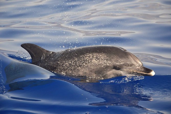 Madeira Dolphin & Whale Watching Tour - What you might spot: whales and dolphins, plus the good surprises