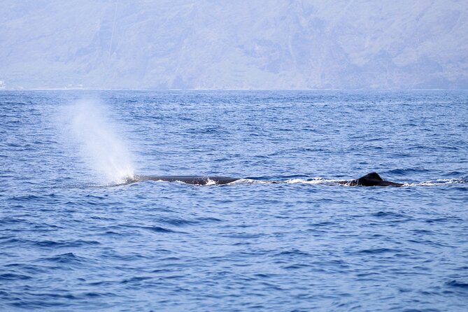 Madeira Dolphin & Whale Watching Tour - The marine biologist factor: turning sightings into something you remember