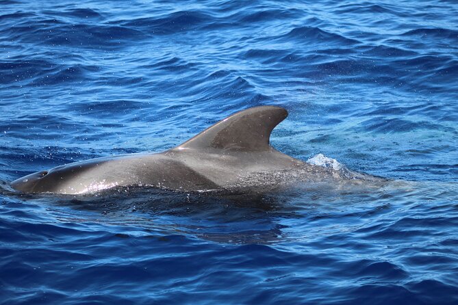Madeira Dolphin & Whale Watching Tour - How long you are out there (and why timing matters)