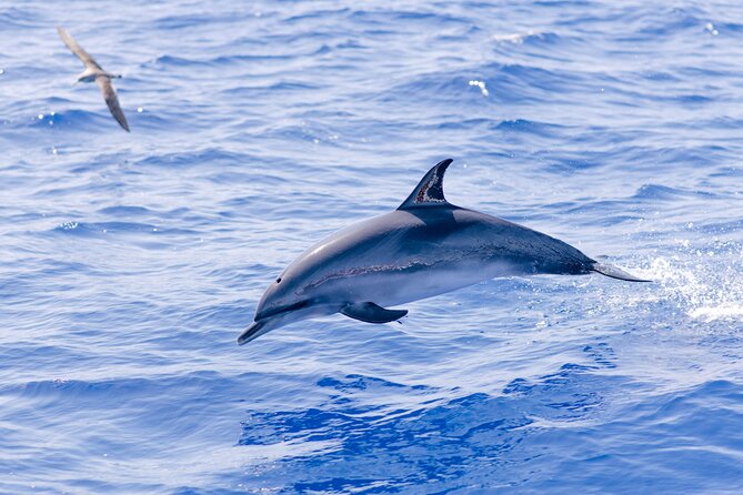 Madeira Dolphin & Whale Watching Tour - The on-board briefing: safety plus real spotting basics