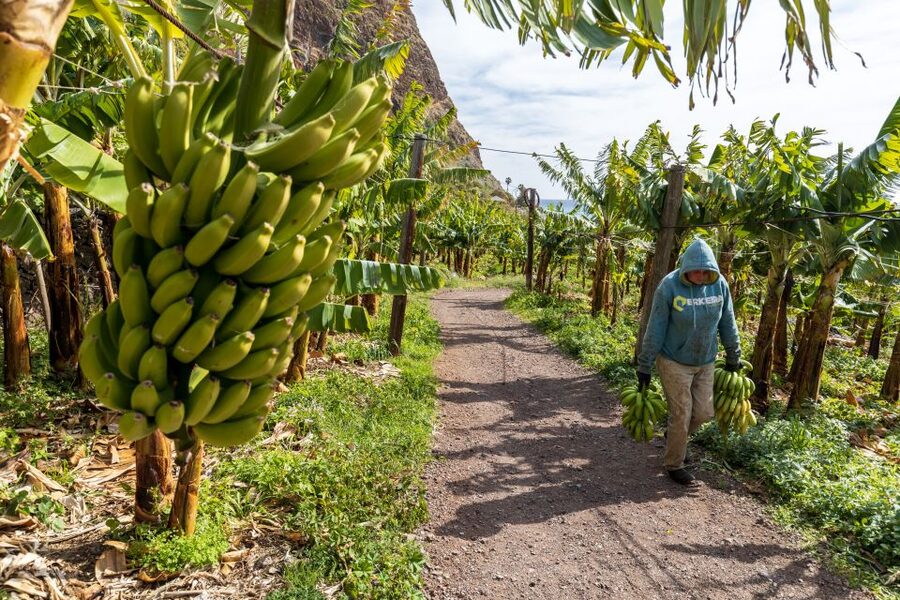 Madeira: Faja dos Padres Private Sightseeing Tour - Should you book this Madeira tour?