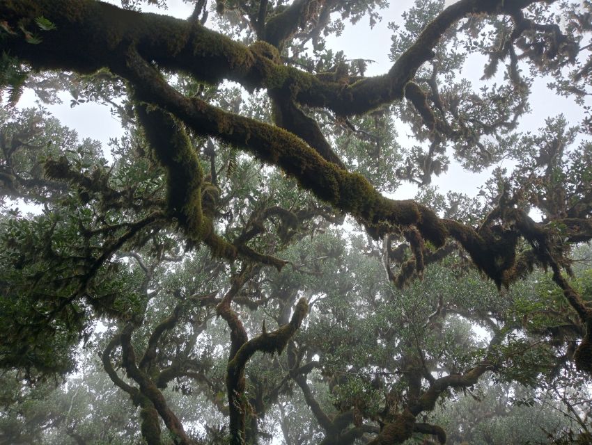 Madeira: Fanal Forest Guided Hiking Tour - Key highlights to look forward to