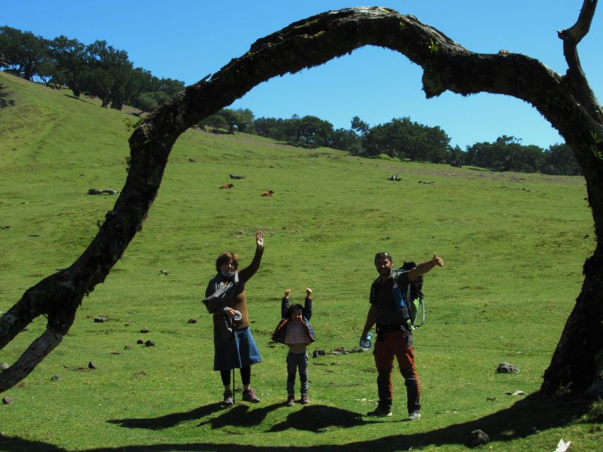 Madeira: Fanal Forest Guided Hiking Tour - Fanal Forest: Why This Short Hike Feels Special in Madeira