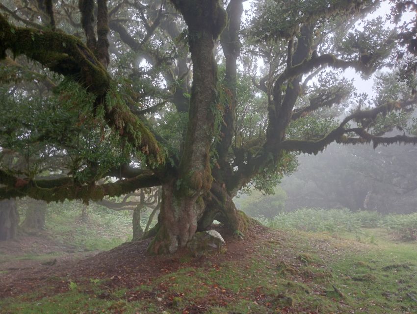 Madeira: Fanal Forest Guided Hiking Tour - Walking Among Centennial Trees: The Trail and Photo Opportunities