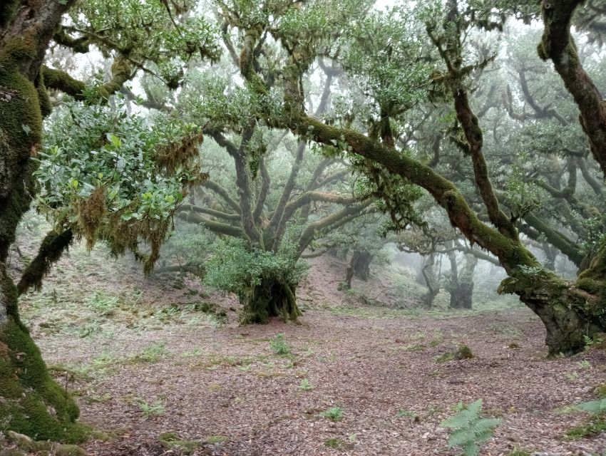 Madeira: Fanal Forest Guided Hiking Tour - Gear and Weather Tips for a Rain-or-Shine Forest Walk