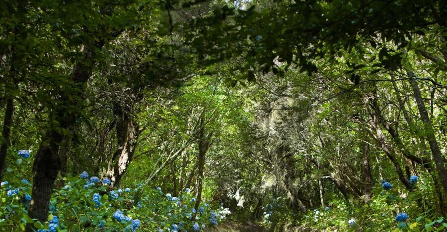 Madeira: Full-Day Laurel Forest Guided Walking Tour - Key things you will notice on this levada walk