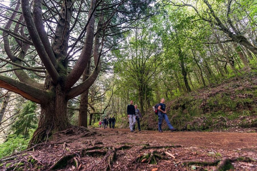 Madeira: Full-Day Laurel Forest Guided Walking Tour - Laurel Forest Levadas on Madeira: What This Walk Really Offers