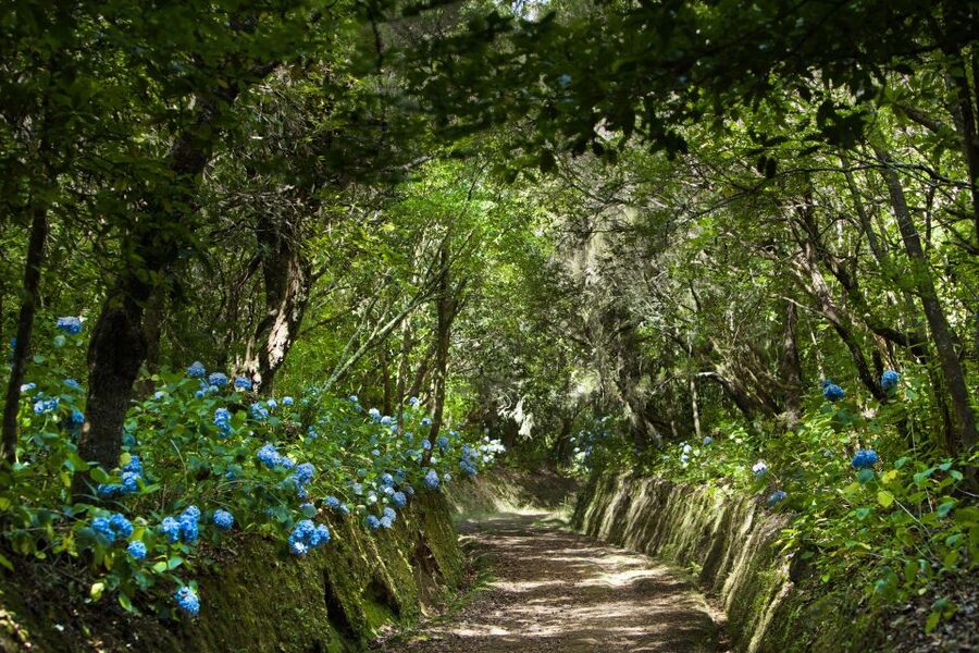 Madeira: Full-Day Laurel Forest Guided Walking Tour - Van Pickup From Funchal: The Part People Forget to Plan For