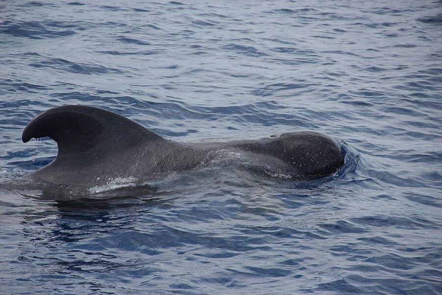 Madeira: Funchal Sunset Tour by Catamaran - The Cabo Girao Stop: Swimming, Snorkeling Options, and Big Cliff Energy