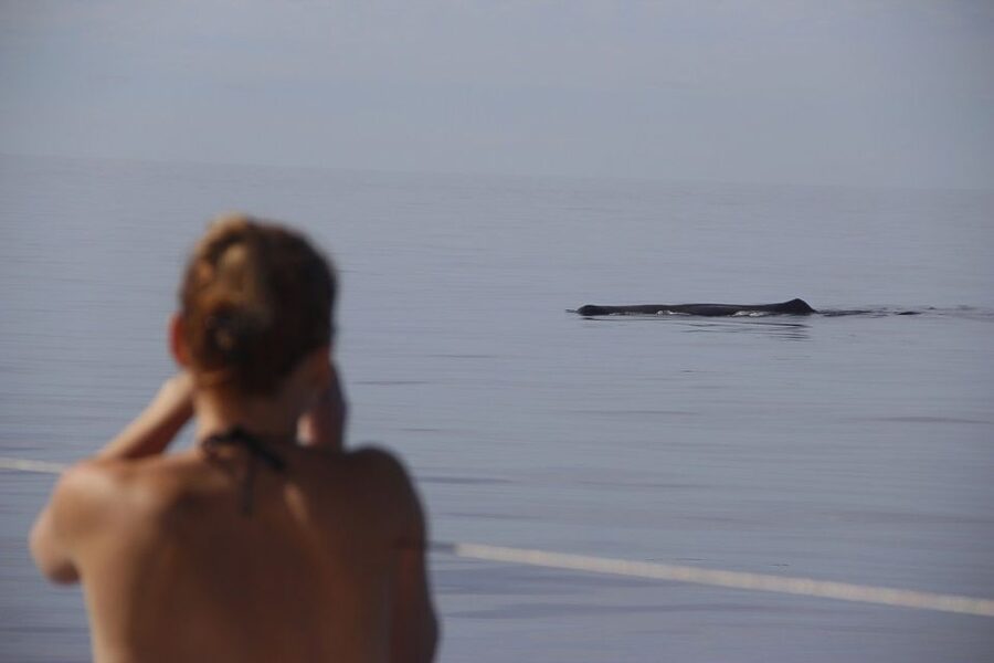 Madeira: Funchal Sunset Tour by Catamaran - Motion, Sea Conditions, and What to Do If You Get Queasy