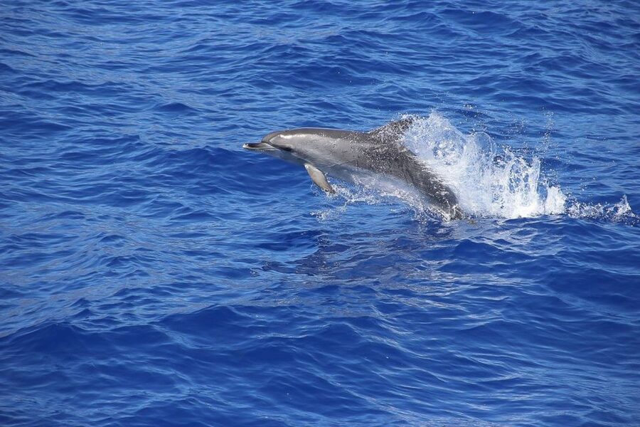Madeira: Funchal Sunset Tour by Catamaran - Guide and Crew Energy: Why It Changes the Quality of the Hunt