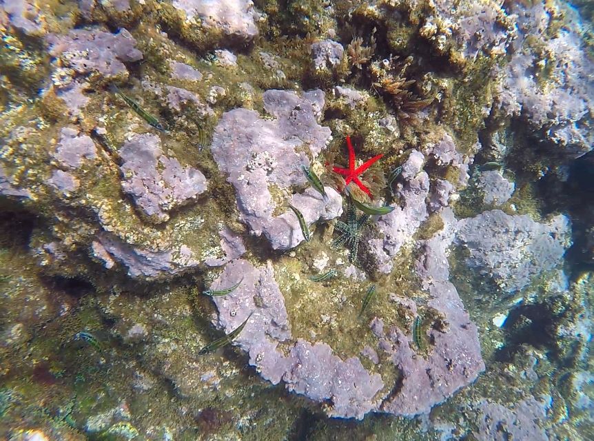 Madeira: Garajau Nature Reserve Kayak and Snorkel Tour - Value for $41: what you are really getting