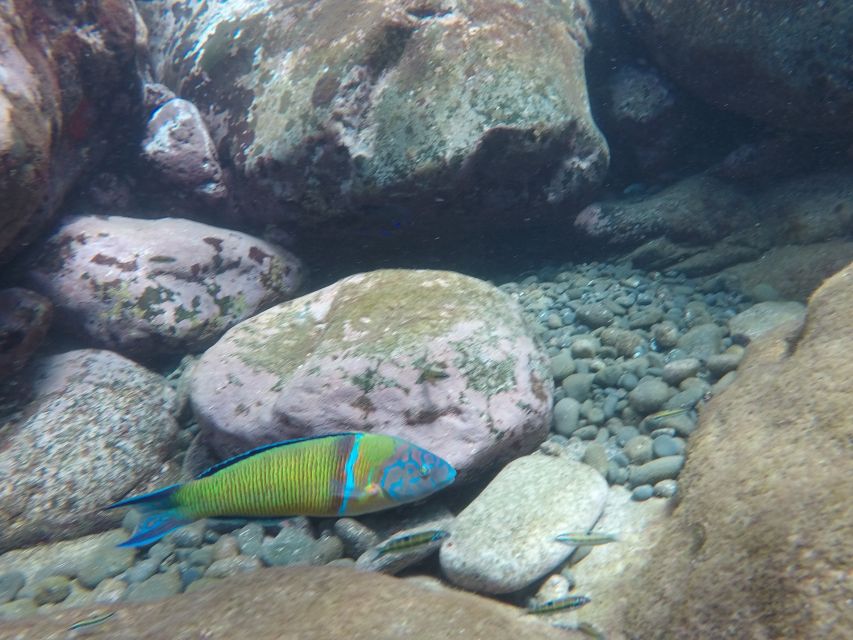 Madeira: Garajau Nature Reserve Kayak and Snorkel Tour - What the guide does that makes the difference