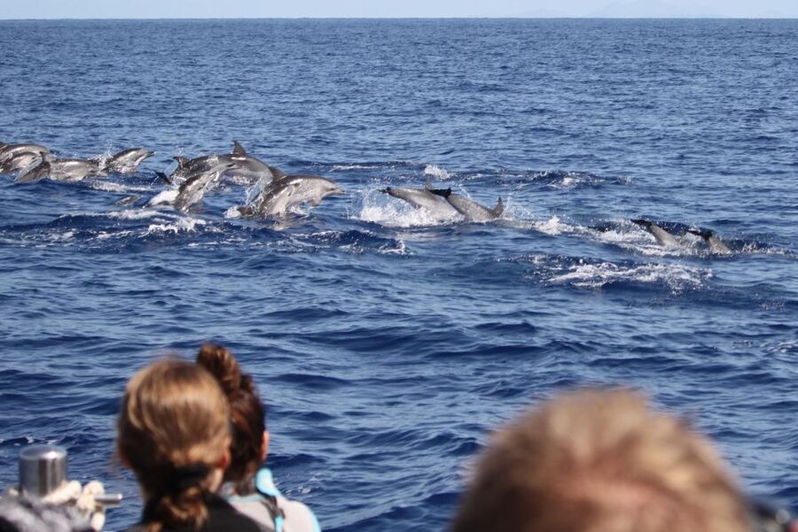 Madeira: Guaranteed Whales or Dolphins Watching Tour - Key things to know before you go