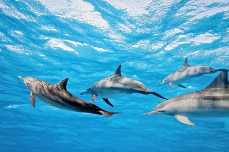 Madeira: Guaranteed Whales or Dolphins Watching Tour - Who this tour is perfect for, and who should skip it