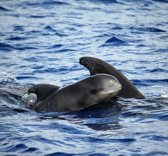 Madeira: Guaranteed Whales or Dolphins Watching Tour - Why Madeira whale watching feels more like real wildlife, not a show