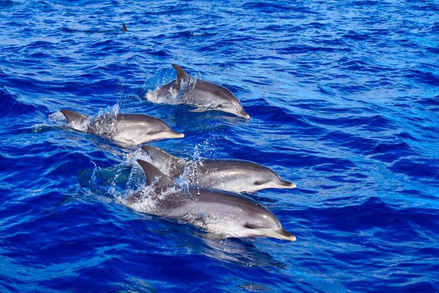 Madeira: Guaranteed Whales or Dolphins Watching Tour - How the 2-hour cruise works, from first search to return to port