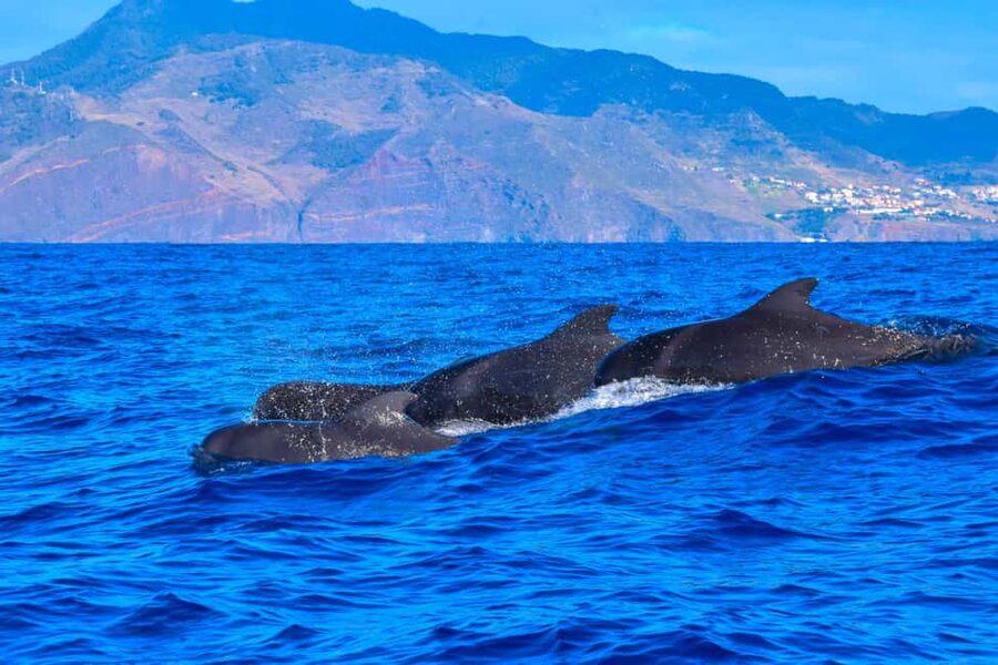 Madeira: Guaranteed Whales or Dolphins Watching Tour - What you might see: dolphins, pilot whales, and other Madeira cetaceans